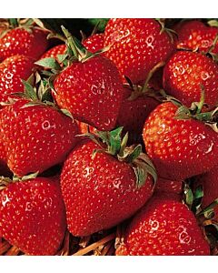 Ягоди Cambridge Favourite - Verpakt Edibles capper edibles Strawberry Cambridge Favourite