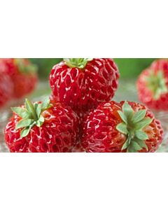 ягоди Framberry 