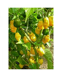 СЕМЕНА ПИПЕР ХАБАНЕРО ЖЪЛТ 100С PEPPER YELLOW HABANERO  