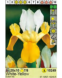 Ирис Dutch Yellow/White - Пакет: 1 оп.- 10 бр.