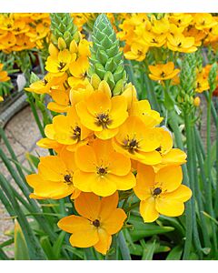 Гарвански лук жълт /Ornithogalum dubium yellow/ 1 бр