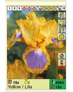 Ирис / Iris yellow/lila / 5 бр