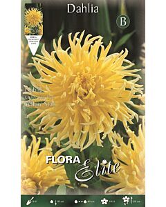 далия Cactus "Star Type" Yellow Star