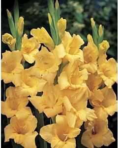 Гладиол/ large-flowered Yellowa 12/14 - 1 бр.