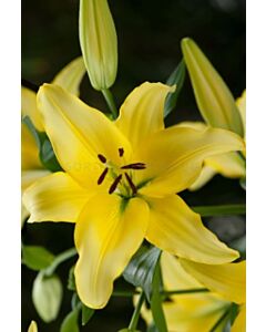 Лилиум Yellow Power - Lilium la-hybrids 'Yellow Power' 14/16 - 1 бр.