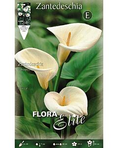 Кала Aethiopica