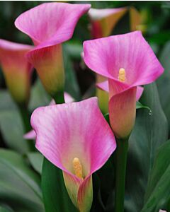 Кала /Zantedeschia Pink ice/ 1 бр