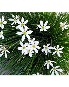 Зефирантес бял /Zephyranthus candida/ 1 бр