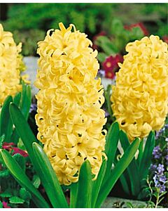 Зюмбюл Yellow Queen 14/15