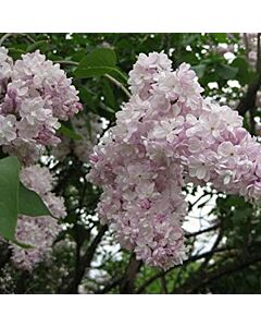 Люляк (Syringa Vulgaris Beauty of Moscow)	