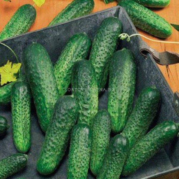 Корнишони Амур F1 – устойчиви на болести, вкусни и високодобивни