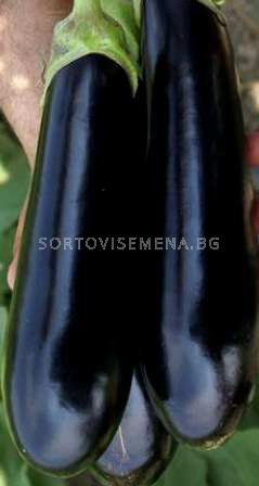Патлажан Black Патлажан Black