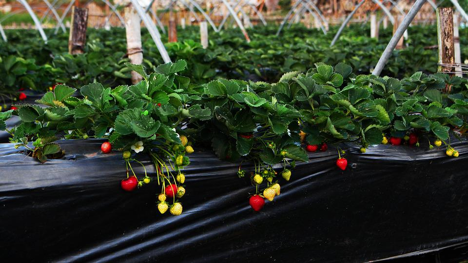 КАК ДА УВЕЛИЧИМ ДВОЙНО И ТРОЙНО РЕКОЛТАТА ОТ ЯГОДИ?