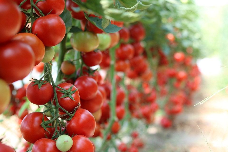 С какви биопродукти да подхраним доматите?