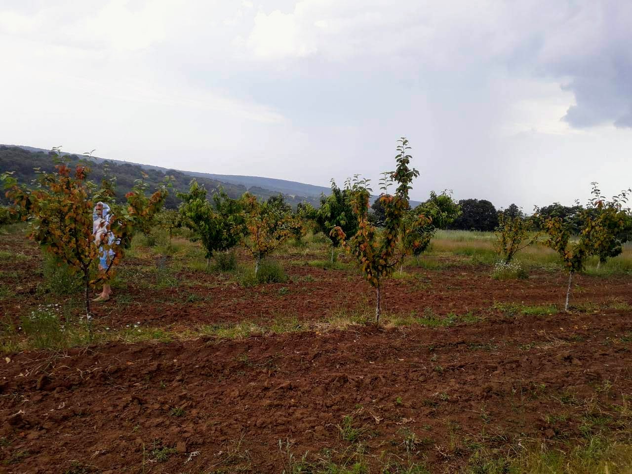 Възстановяване на овощна градина (вишни)